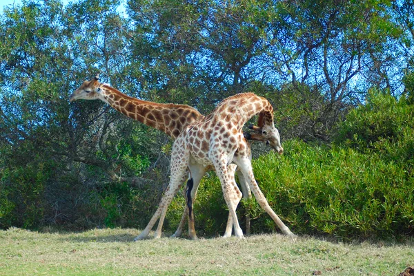 Touros Girafa lutando — Fotografia de Stock