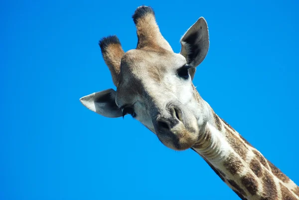 Giraffe schaut nach unten — Stockfoto