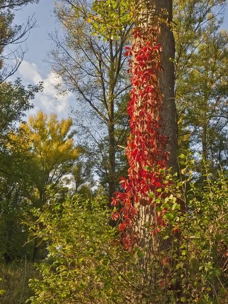 Jesień natura — Zdjęcie stockowe