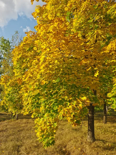 秋天的性质 — 图库照片