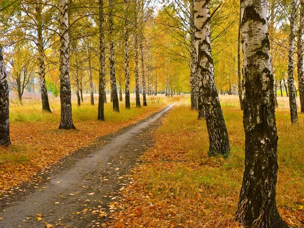 stock image Autumn landscape.