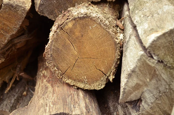 stock image Saw cut oak logs