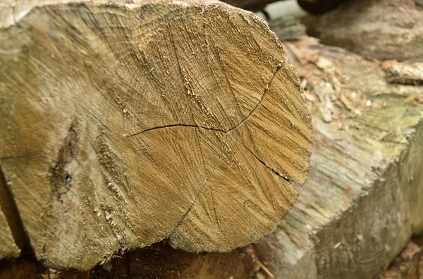 Saw cut oak logs — Stock Photo, Image
