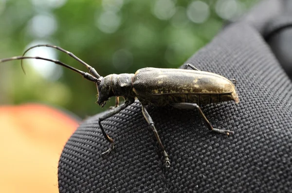 Enorme bug desconhecido — Fotografia de Stock