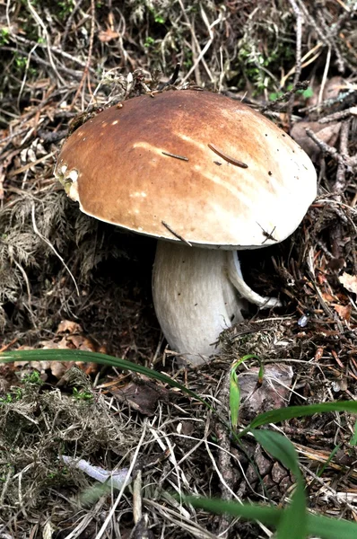 The big healthy mushroom — Stock Photo, Image