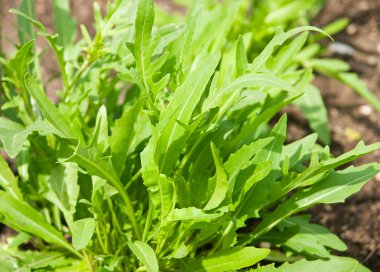 Wild rocket leaves clipart
