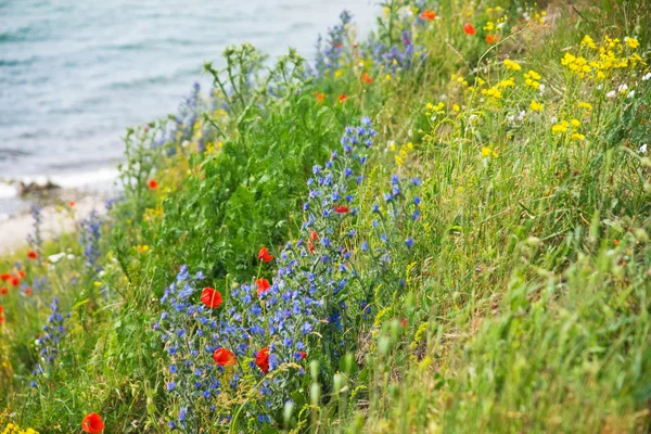 Stock image Flowers in Skane