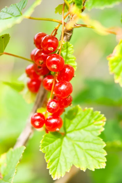 stock image Ribes rubrum