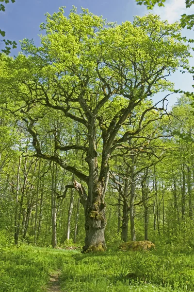 Old oak tree in swedish forest — Stock Photo, Image