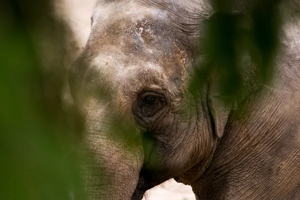 Elephant looking through branches — Stock Photo, Image