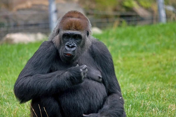 Close-up of a big male gorilla — Stock Photo, Image