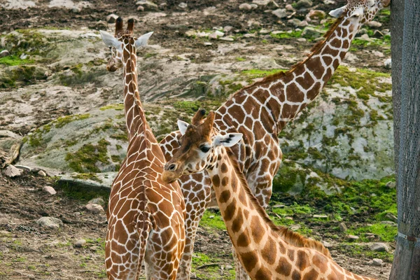 Giraffa camelopardalis — Stockfoto