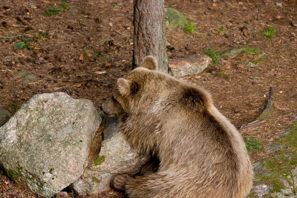 Коричневий ведмідь у дикій природі — стокове фото