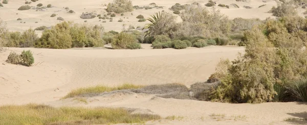 Paisagem do deserto — Fotografia de Stock