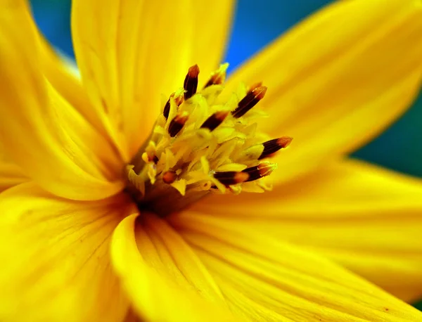 Primer plano de una flor amarilla —  Fotos de Stock