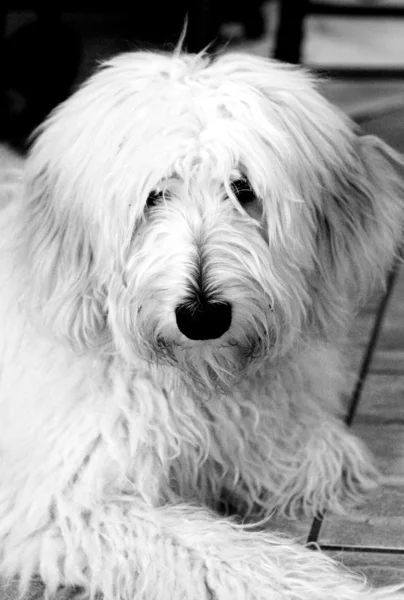 stock image Australian Poodle