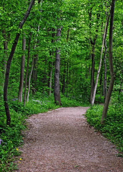 stock image Forest Trail