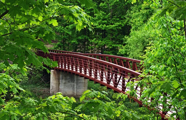 Bir orman ahşap köprü — Stockfoto