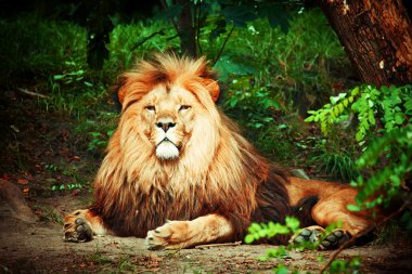 Magnificent lion clipart
