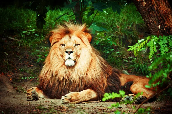 Leão magnífico. — Fotografia de Stock