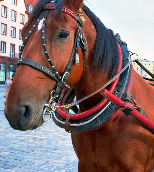 Cavalo na cidade — Fotografia de Stock