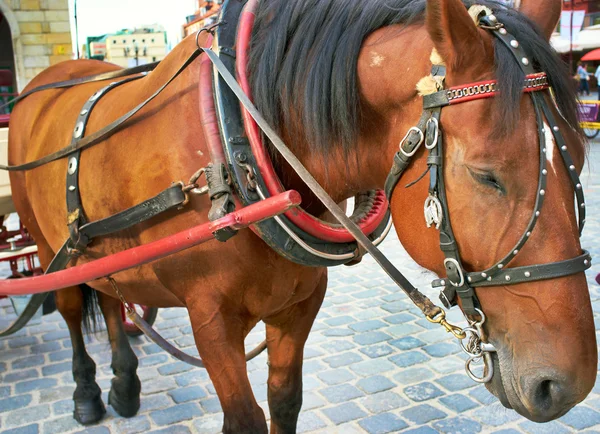 Cavalo na cidade — Fotografia de Stock