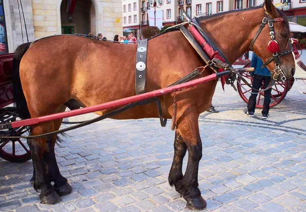 Kůň ve městě — Stock fotografie