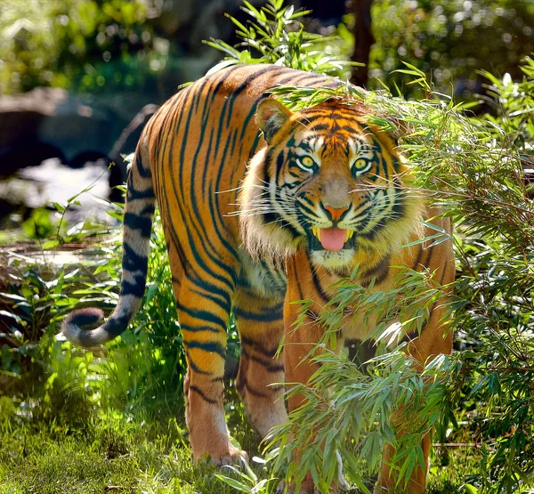 Tigre impressionante — Foto Stock