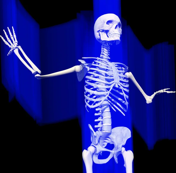 İnsan iskeleti — Stok fotoğraf
