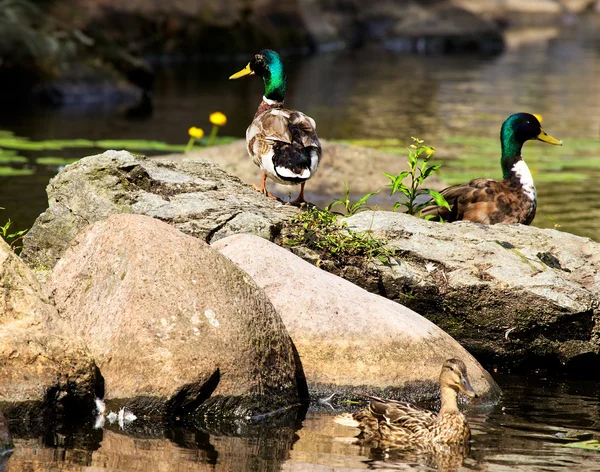 Mallard ducks — Stock Photo, Image
