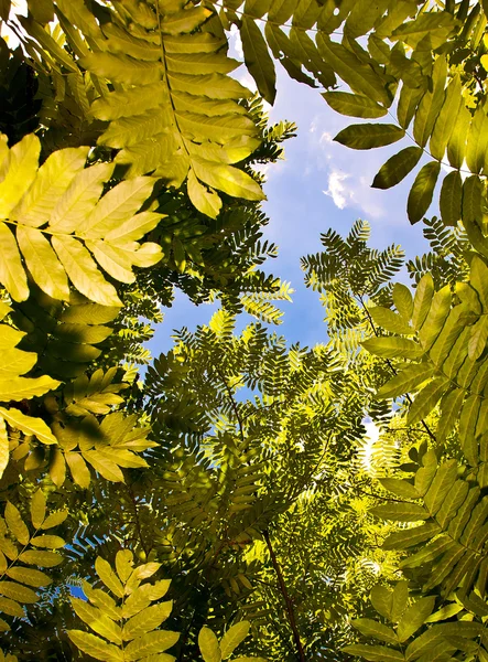 나무 캐노피 — 스톡 사진