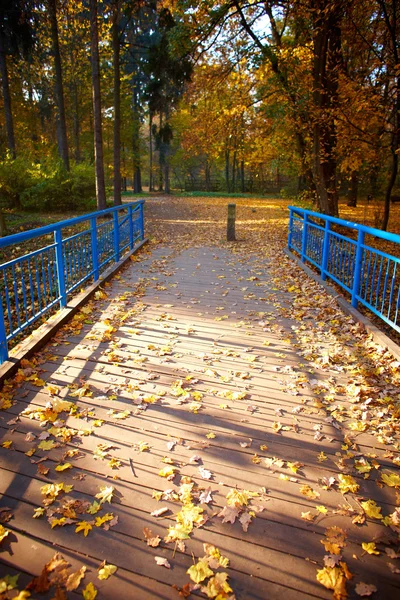 Modrý most v lese — Stock fotografie