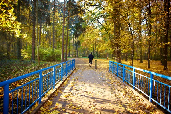 Blue bridge in the forest — Stock Photo, Image