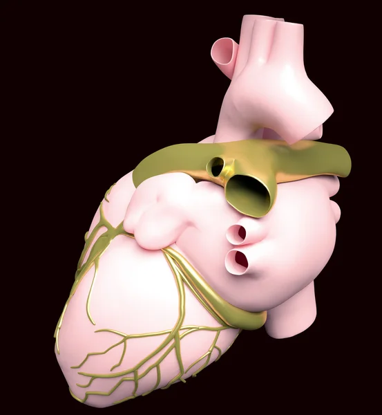 Modelo de coração humano artificial — Fotografia de Stock