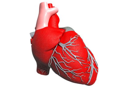 Model of artificial human heart clipart