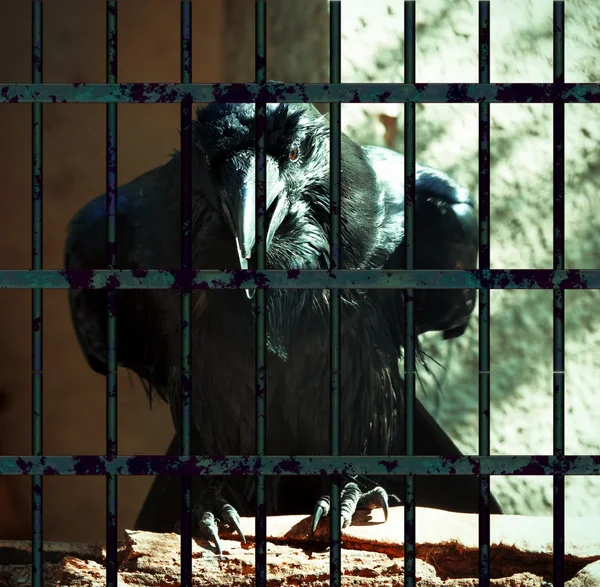 Common Raven — Stock Photo, Image