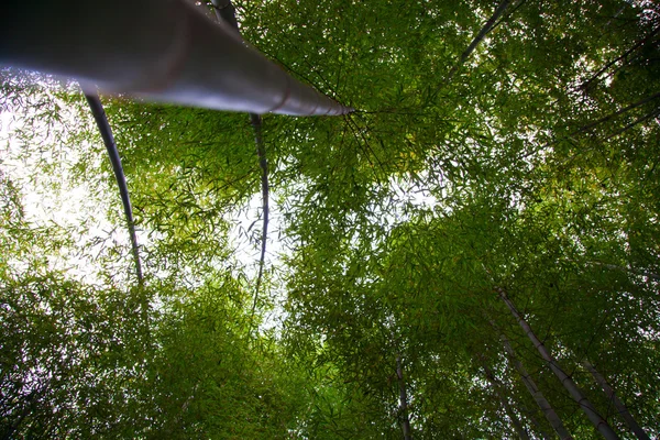 Bambus Wald — Fotografia de Stock