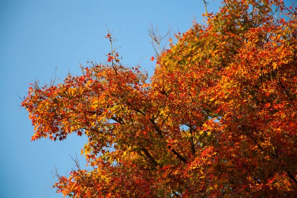 Herbst Baum