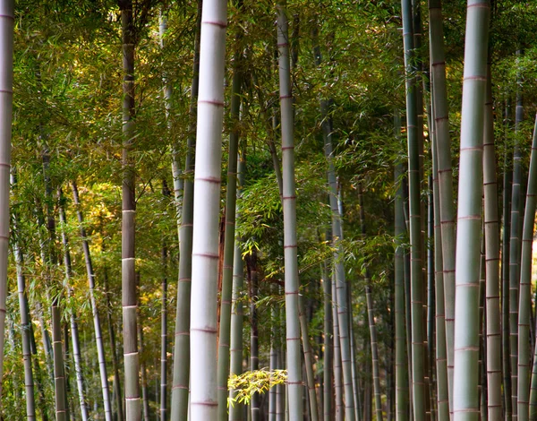 Bambus Wald — Fotografia de Stock