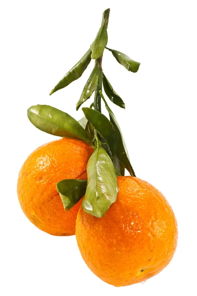 Appelsiner – stockfoto