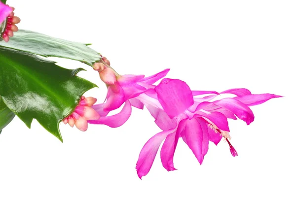 Stock image Christmas cactus Schlumbergera