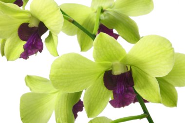 Dendrobium orchid clipart