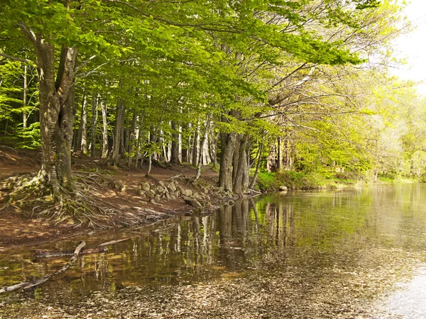 Reflexão da floresta verde sobre a água — Fotografia de Stock