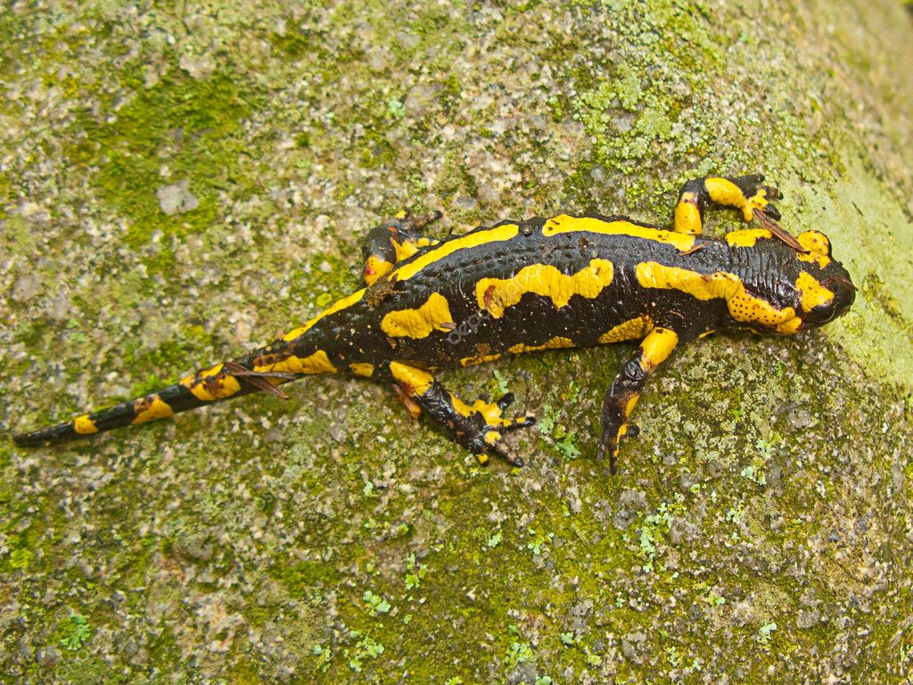 A yellow and black salamander — Stock Photo © Tempusfugit1980 #6750434