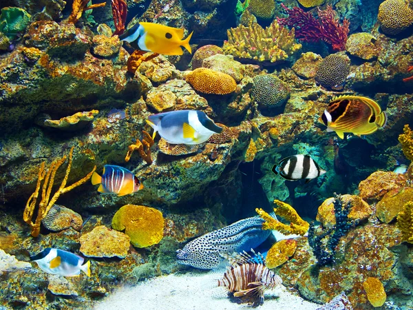 Buntes und lebendiges Aquarienleben — Stockfoto
