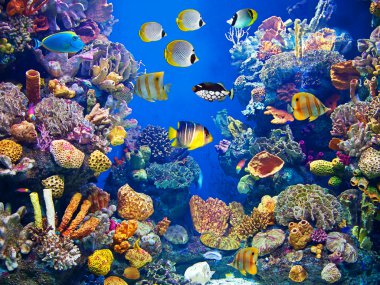Colorful and vibrant aquarium life clipart