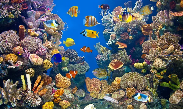 Färgglada och levande akvarium liv — Stockfoto