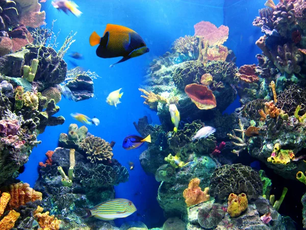 Красочная и яркая жизнь аквариума — стоковое фото