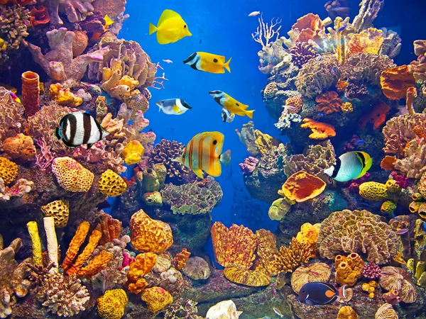 Барвисте і яскраве життя акваріума — стокове фото