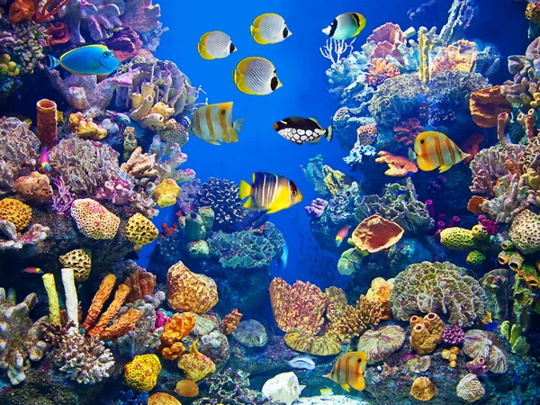 Красочная и яркая жизнь аквариума Стоковое Изображение